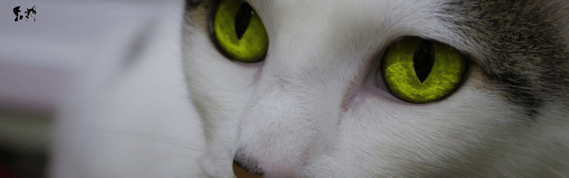 Banner2