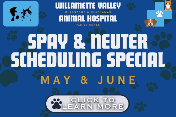 Spay & Neuter Special